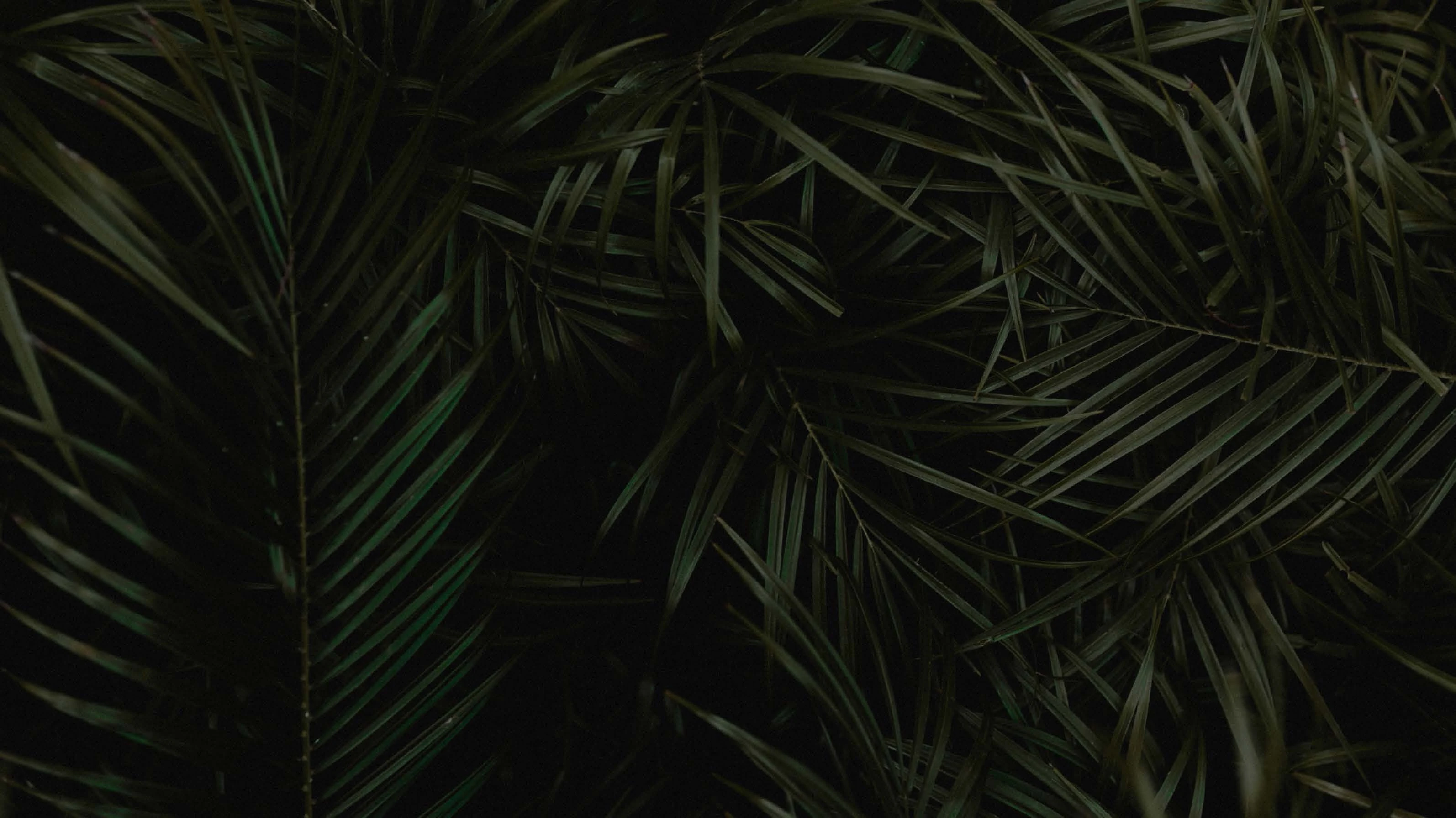 Metal Monkey Yoga footer background